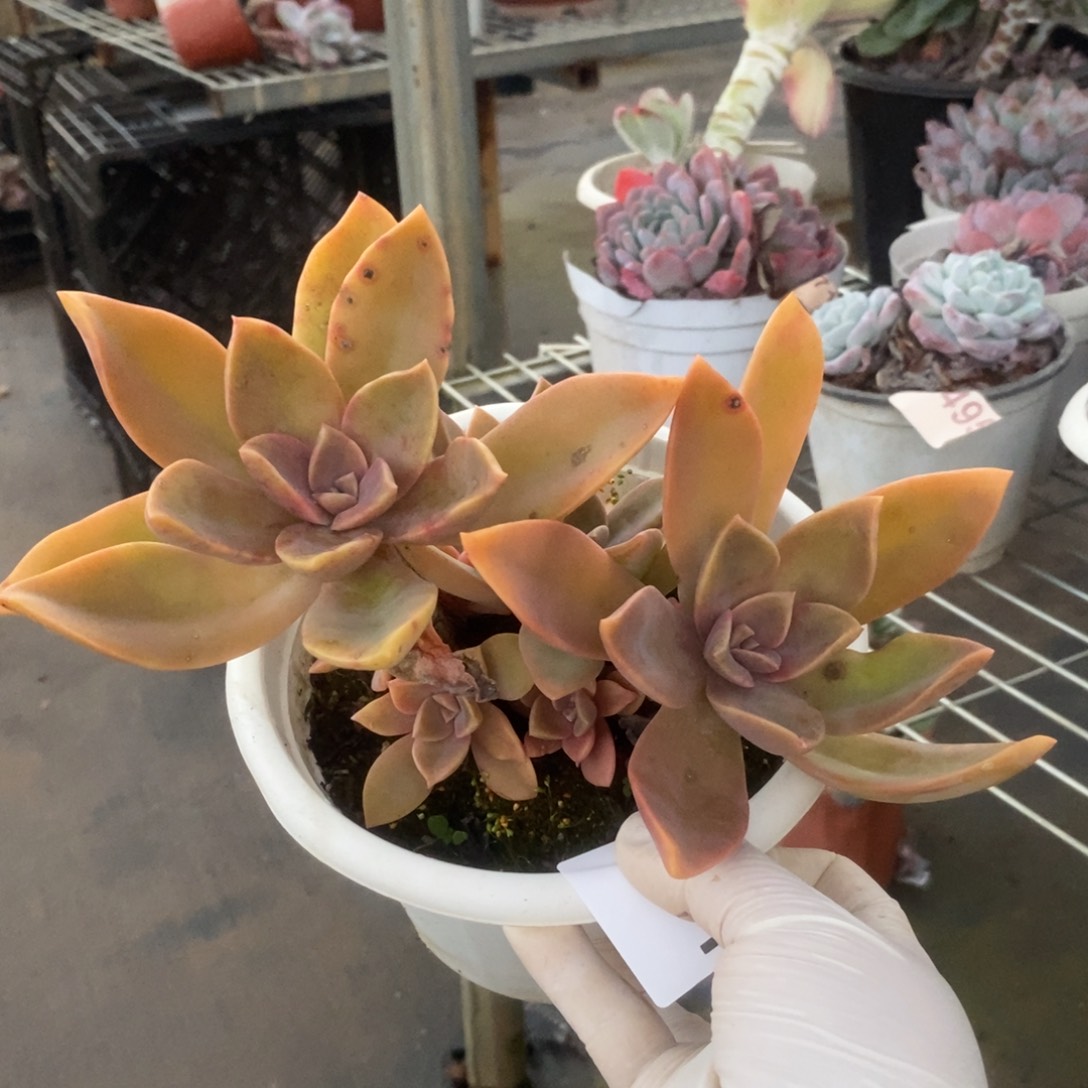 3291太妃糖一物一拍