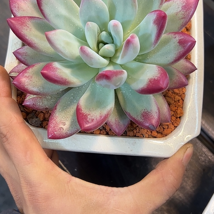 超白体一颗肉肉看看