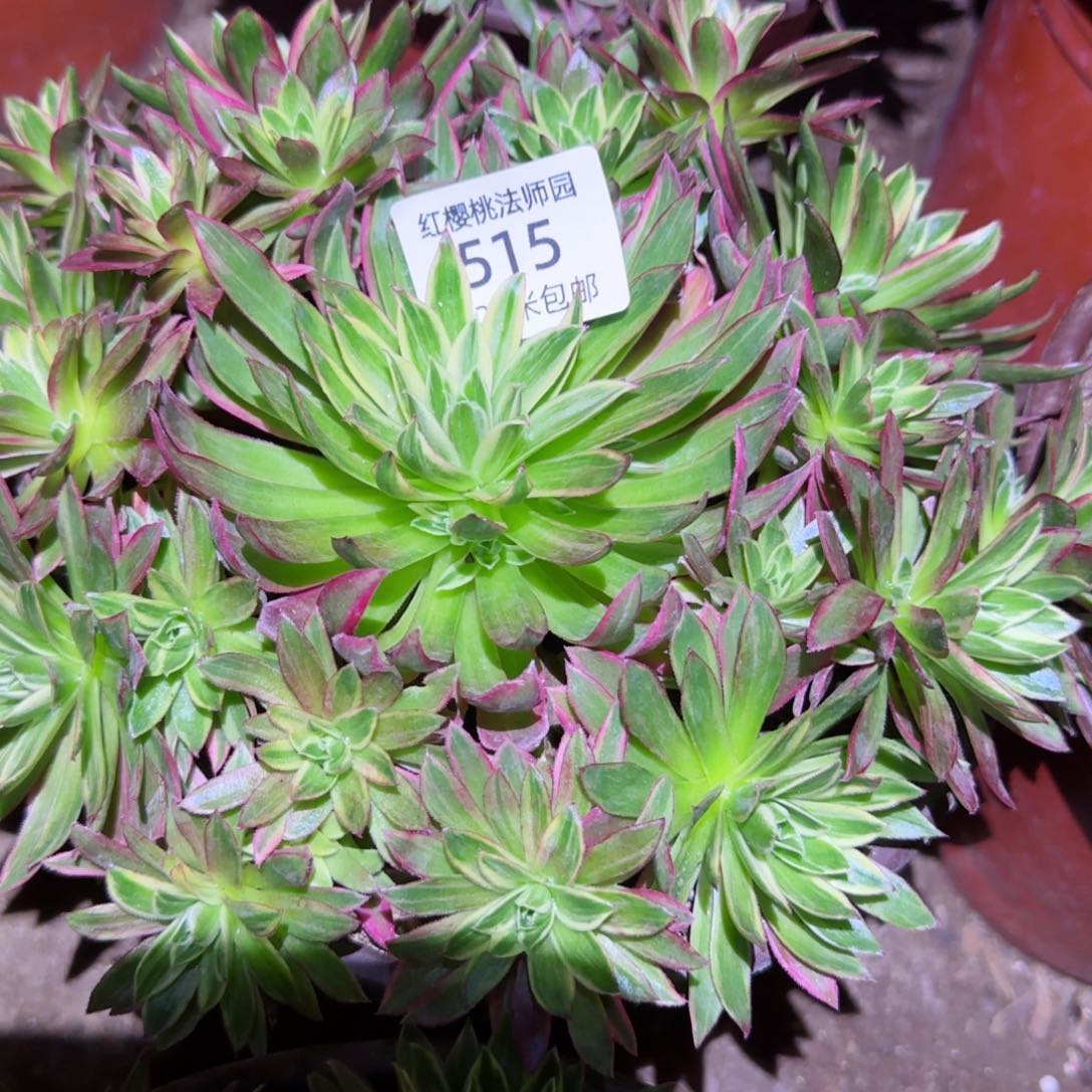 惊鸿仙子法师多肉515