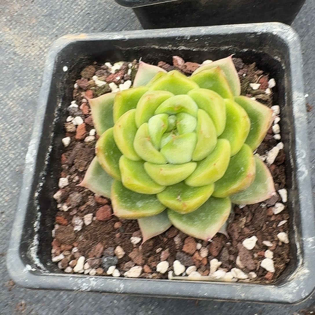 3-22绿翡翠珍妮一颗量拍