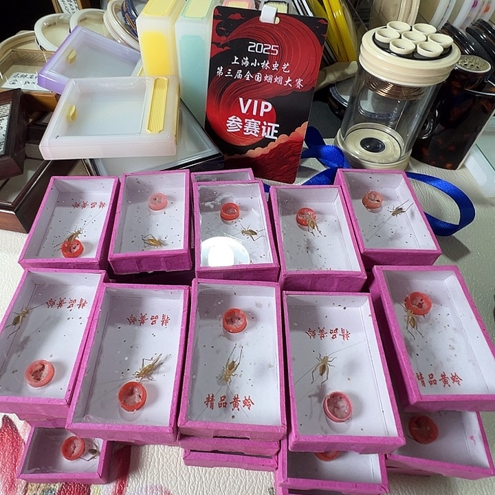 拍下发5只大黄龄合适