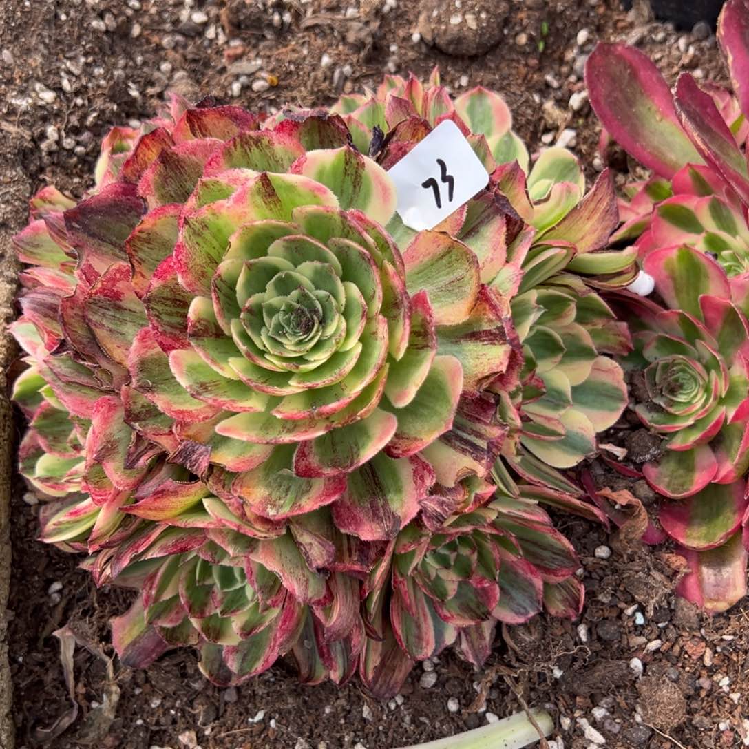 73伯爵无根多肉椅子