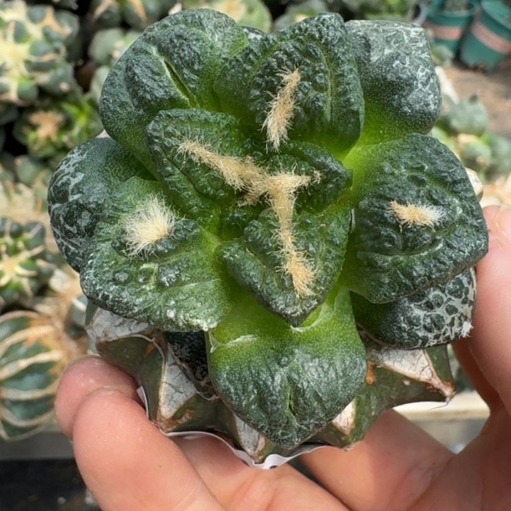 【闪购商品】无花朵用****8龟甲牡丹087