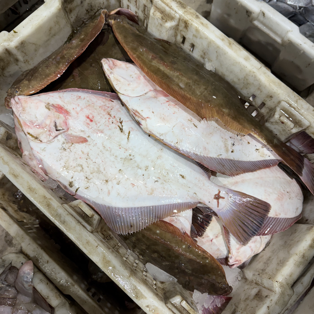 山东日照海捕大油片鱼，偏口鱼，5斤，顺丰包邮