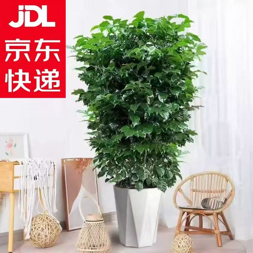 【京东送货上门】1.1-1.3米丛生幸福树绿宝树四季常青大型绿植盆栽
