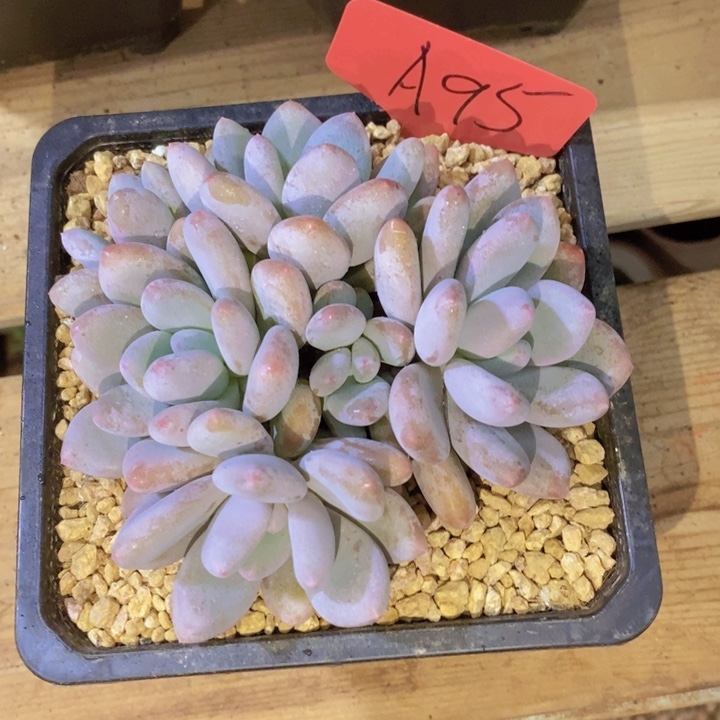 在家闲不下去时还不