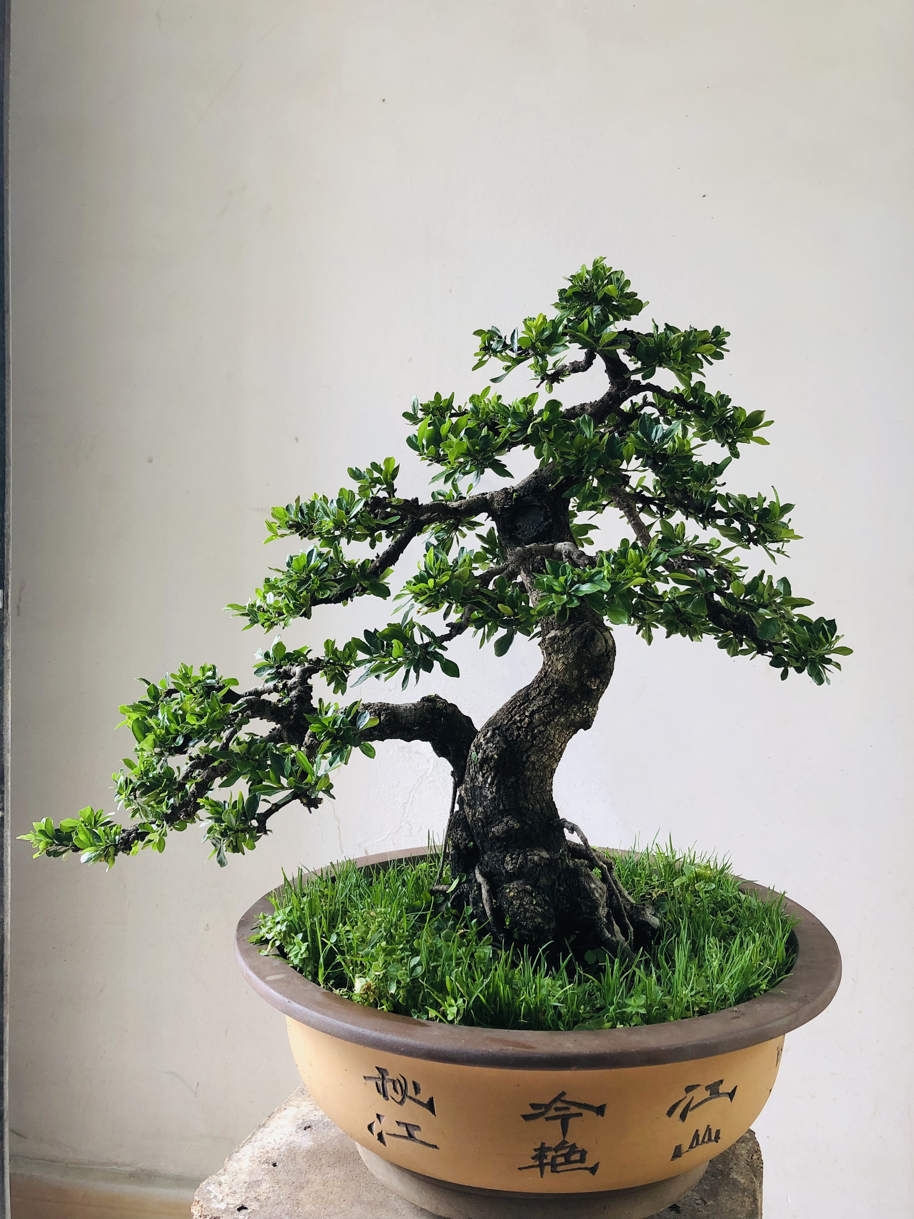 云南铁马鞭盆景素材