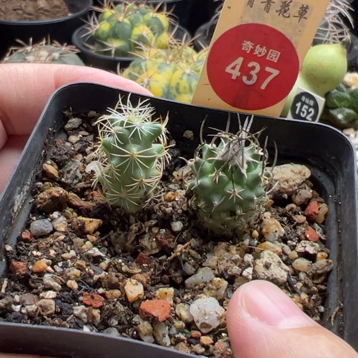 实生直刺升龙丸加顶花