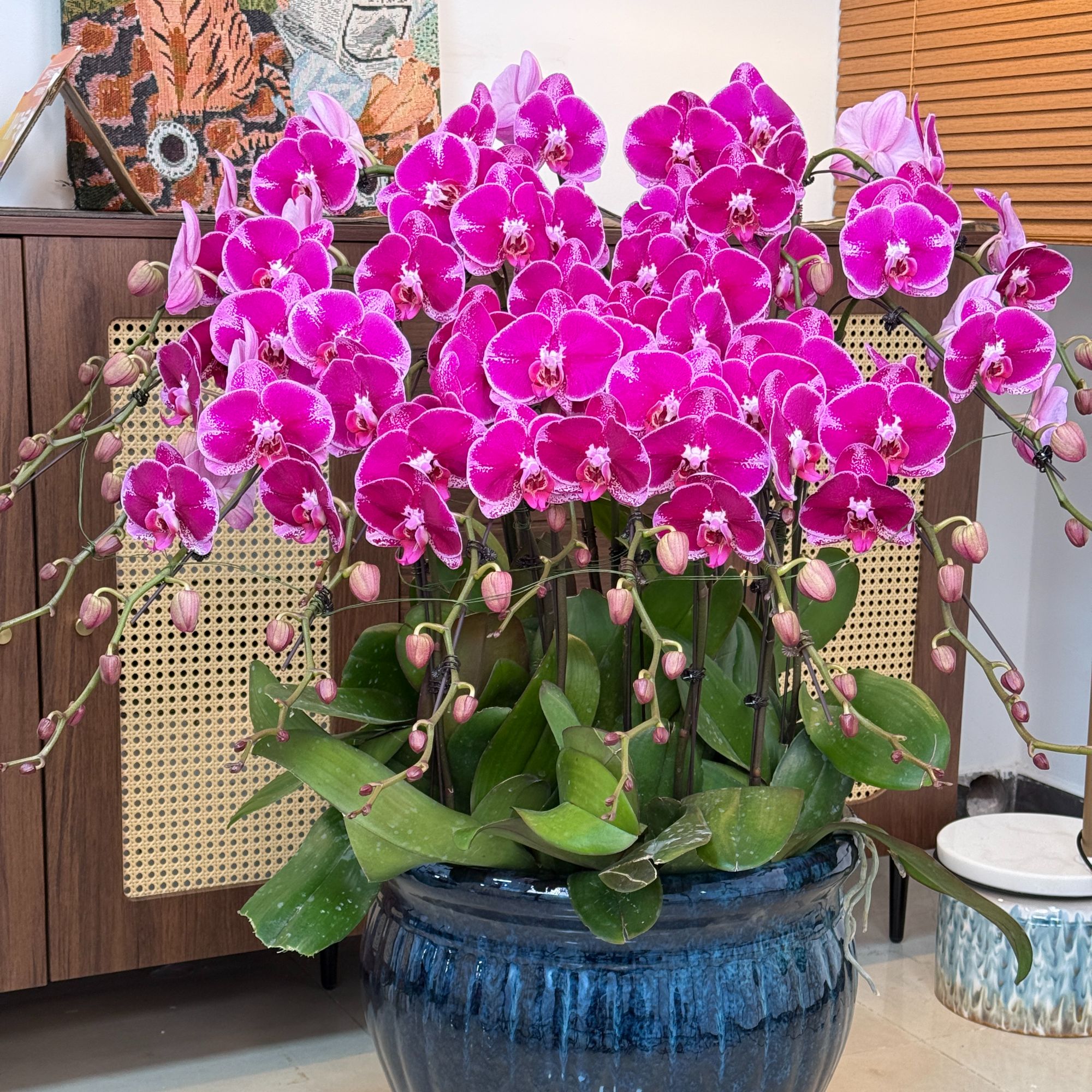 北郎中甄选｜十六株蝴蝶兰组盆包盆包手工费