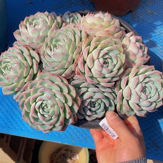 燕****)粉水晶13010多肉