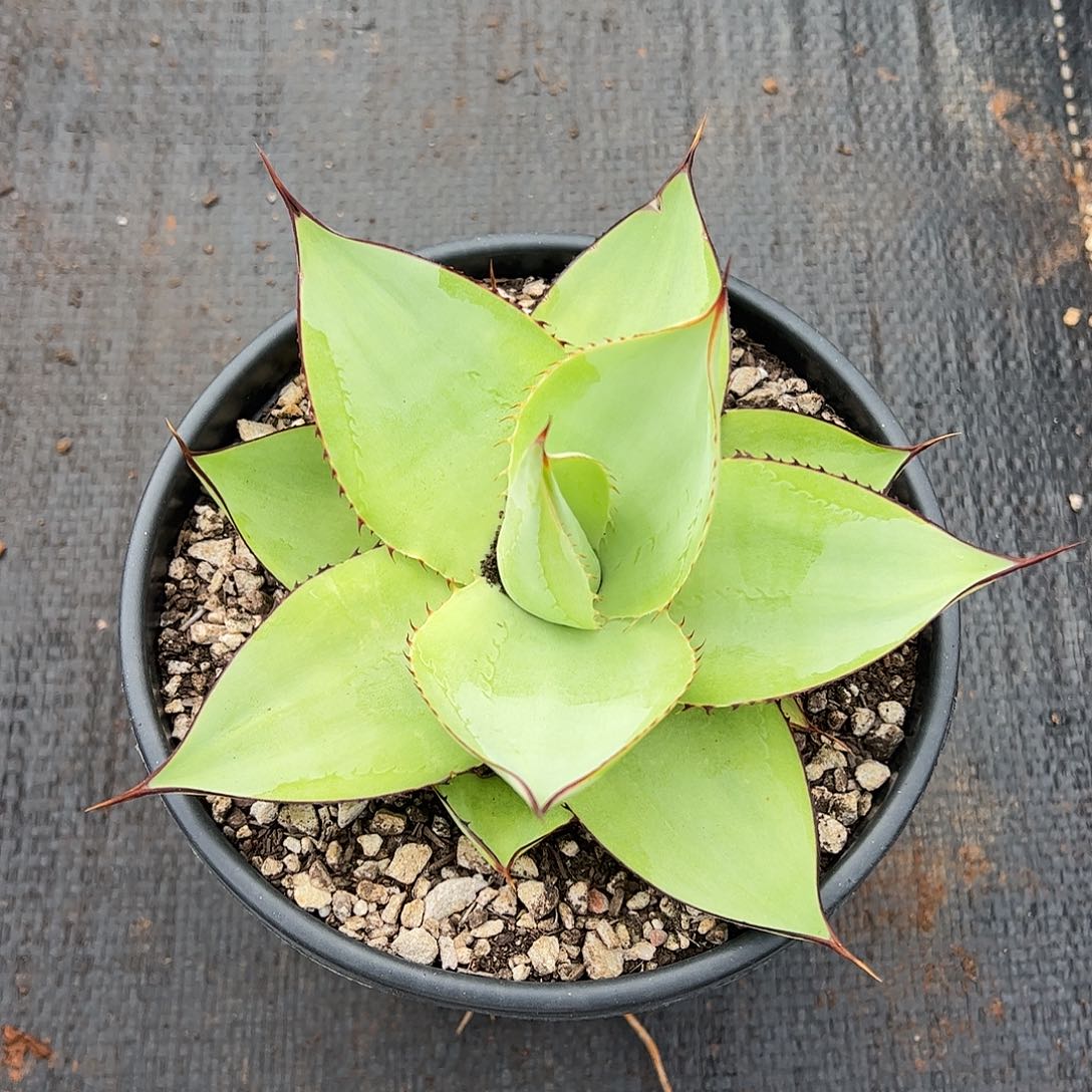 屿**城绿荷龙舌兰植物植物