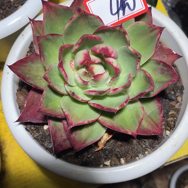 绣***阁40/////////////////