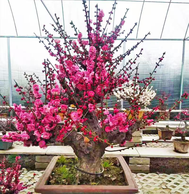 山东精品梅花   一物一拍