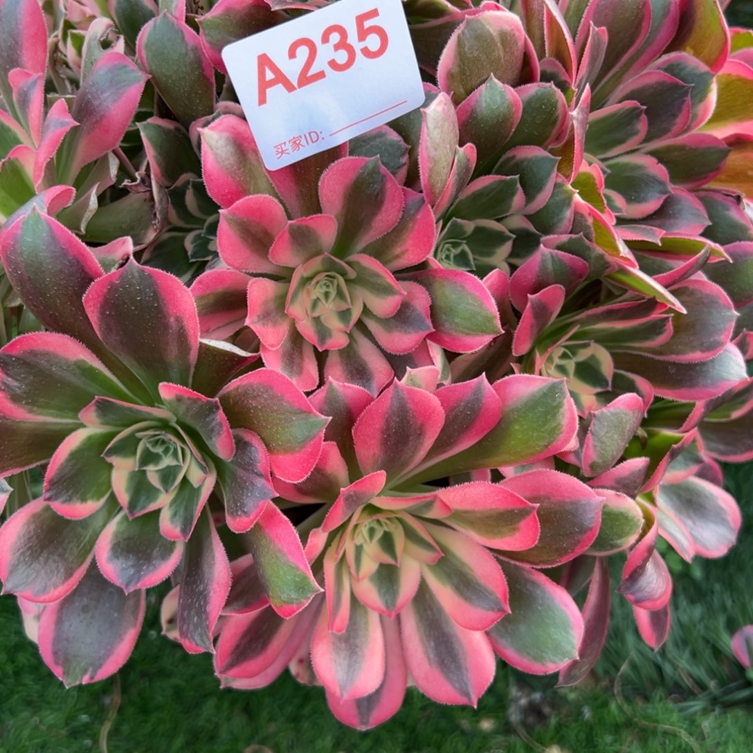 235，皇后多肉植物法师