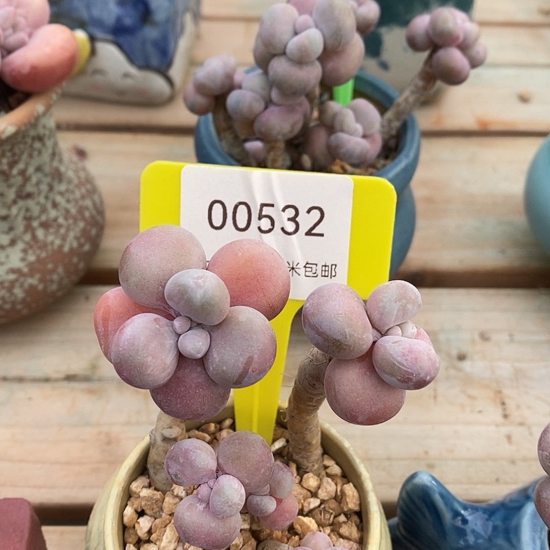 00532号楼图来啦姐姐旅途