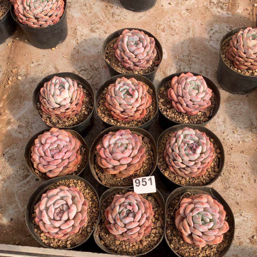 951橙子多肉植物组合