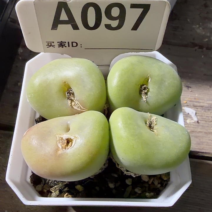 Q***a097。满38包邮肉锥