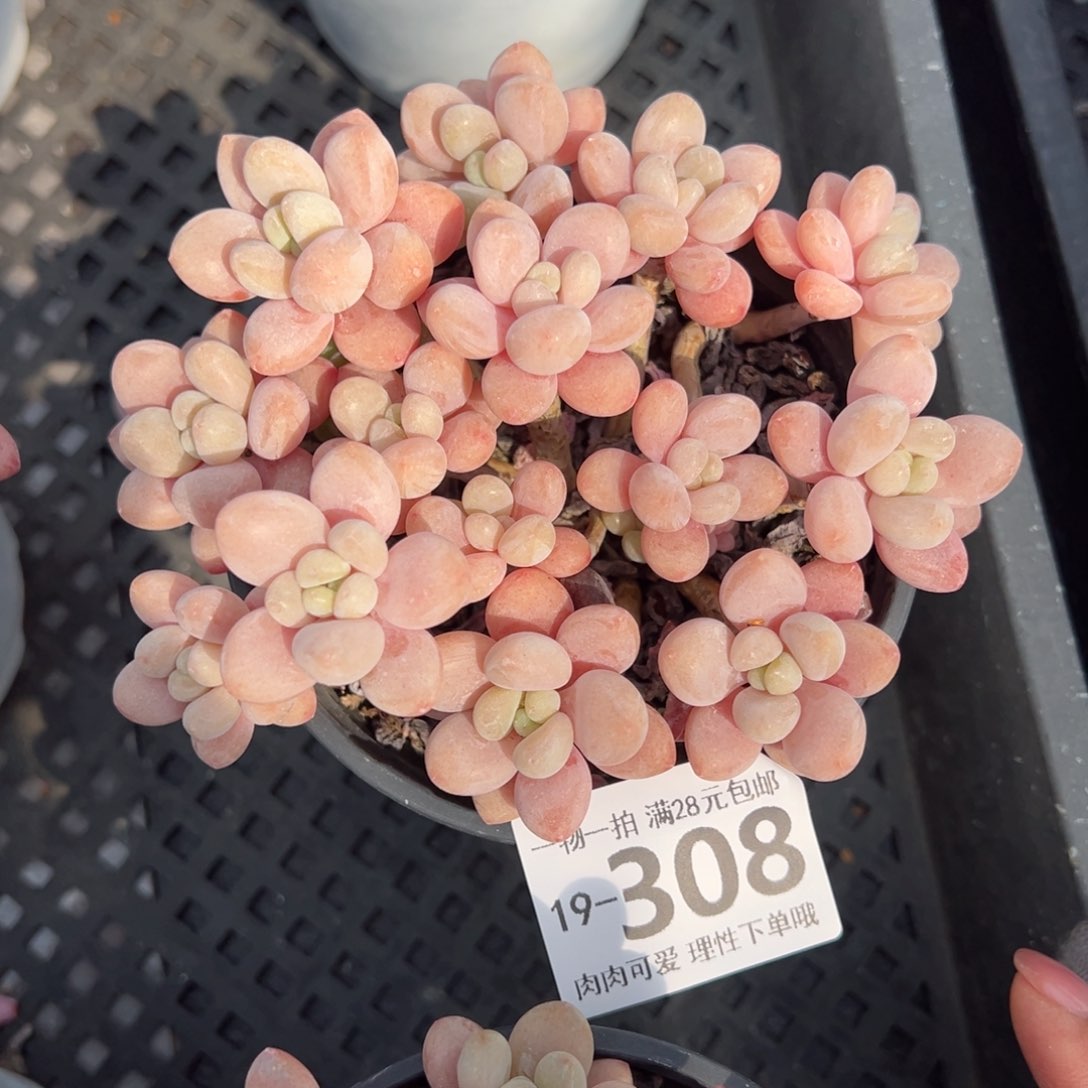 鱼子酱多肉多肉多肉多肉