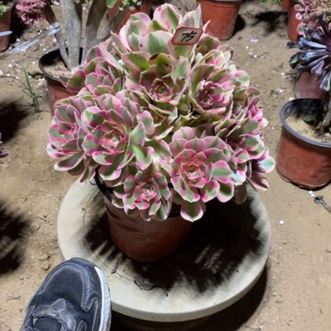 粉女巫捧花一物一拍