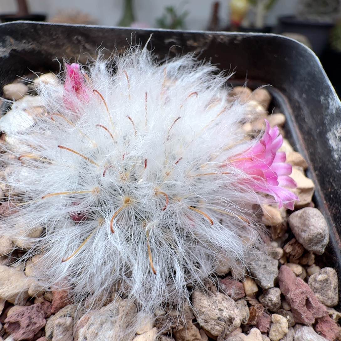 实生精品白云高砂尺寸3.2