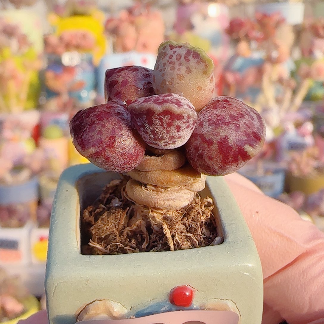  L 粉丸海豹 盆口2.5cm