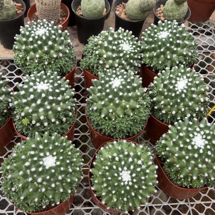    雪糕。随机一颗