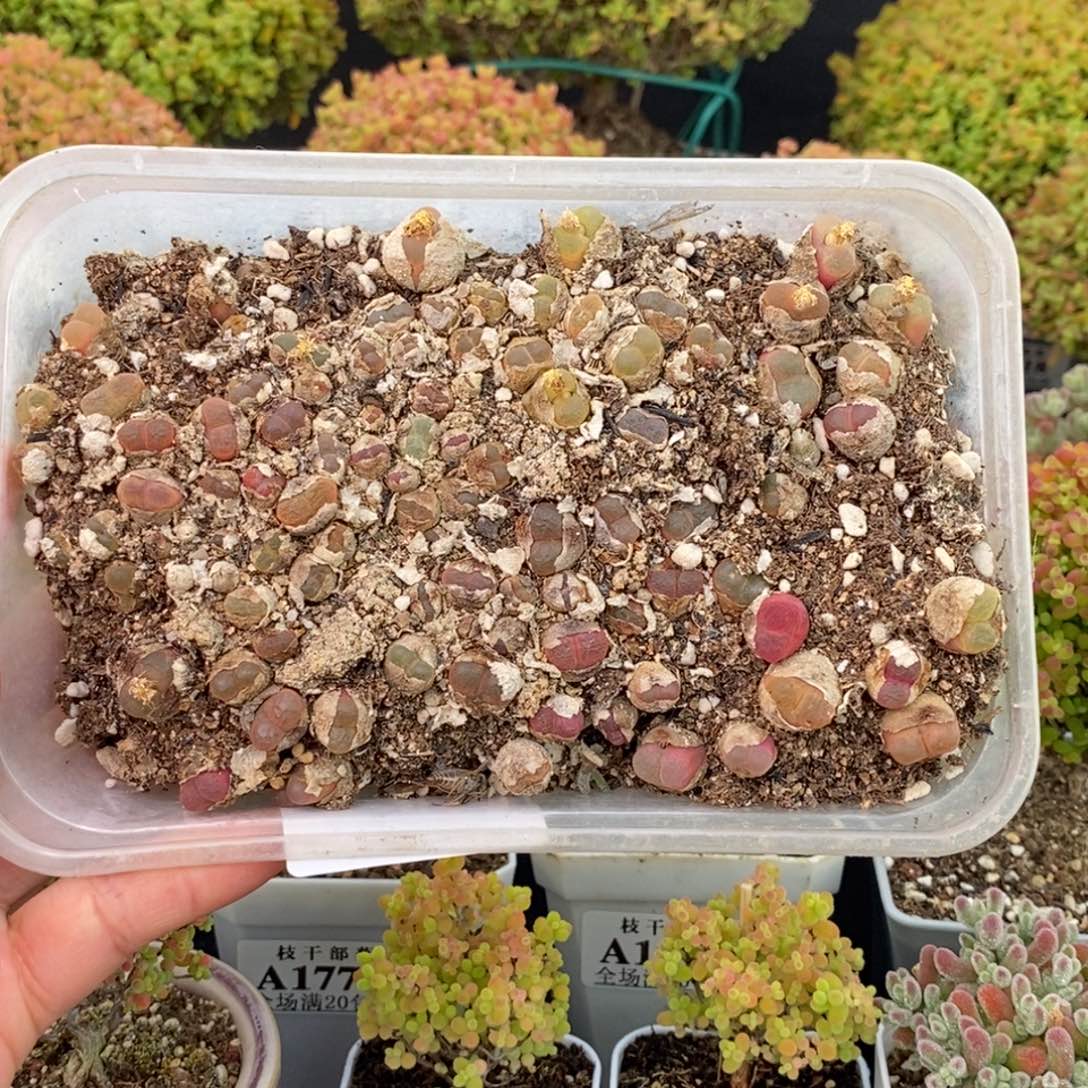 ****鲤1837毛汉尼切糕 。      