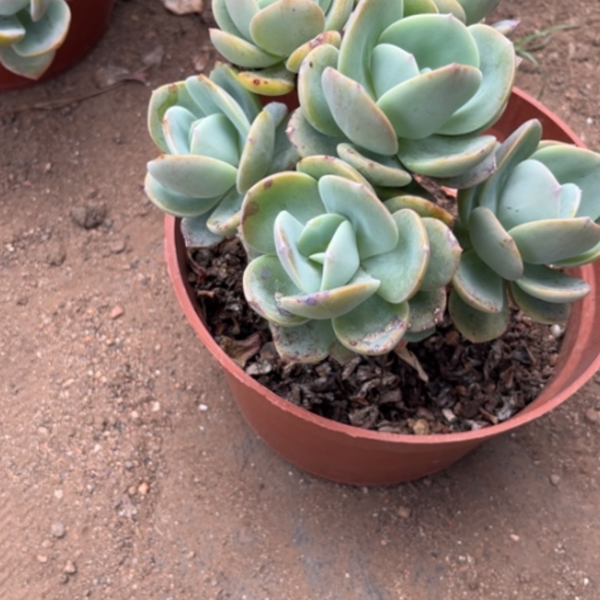 【闪购商品】Y****y凤