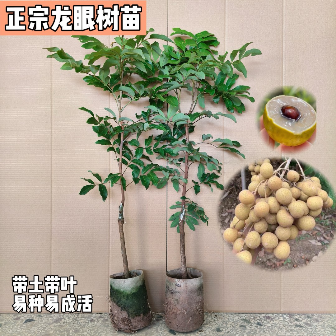 龙眼树苗 桂圆石硖龙眼苗正宗嫁接水果苗木树苗
