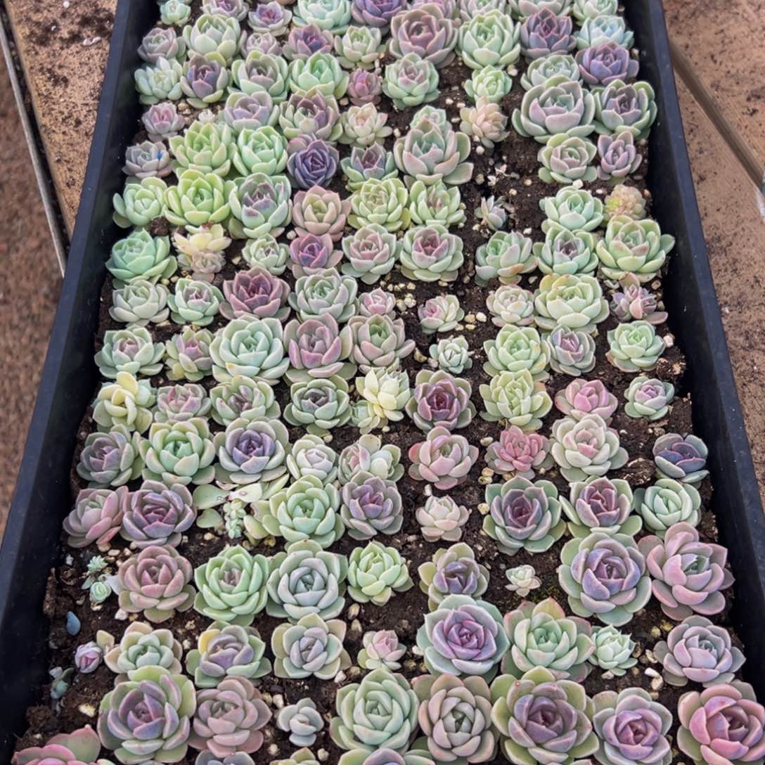 陈***太839最惺惺相惜惺惺相惜