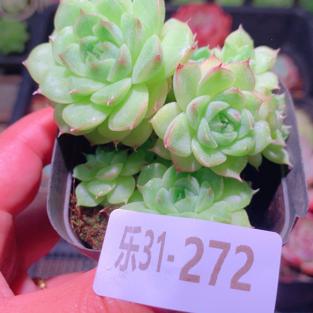 乐然31-272 麦秆群 