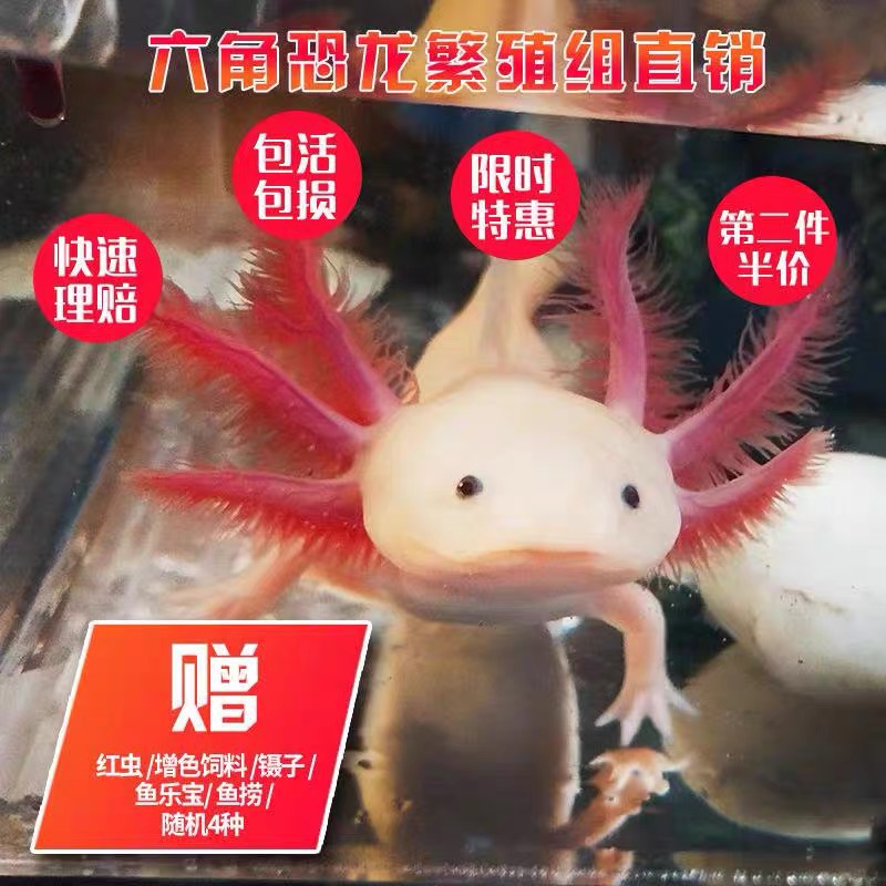 六角恐龙鱼冷水鱼蝾螈水族宠物活体六角龙淡水好养易活观赏网红鱼
