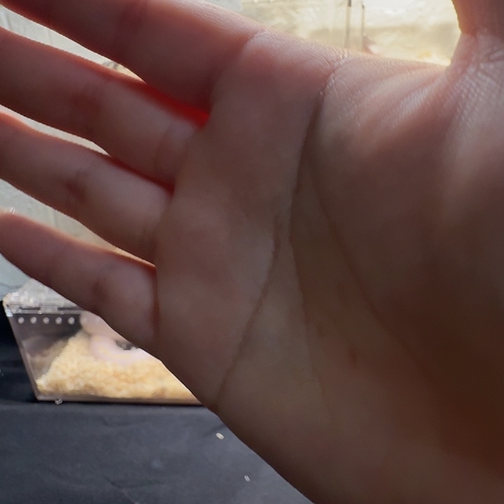 ✲***)雨林蝎精品黑白王蛇宠物