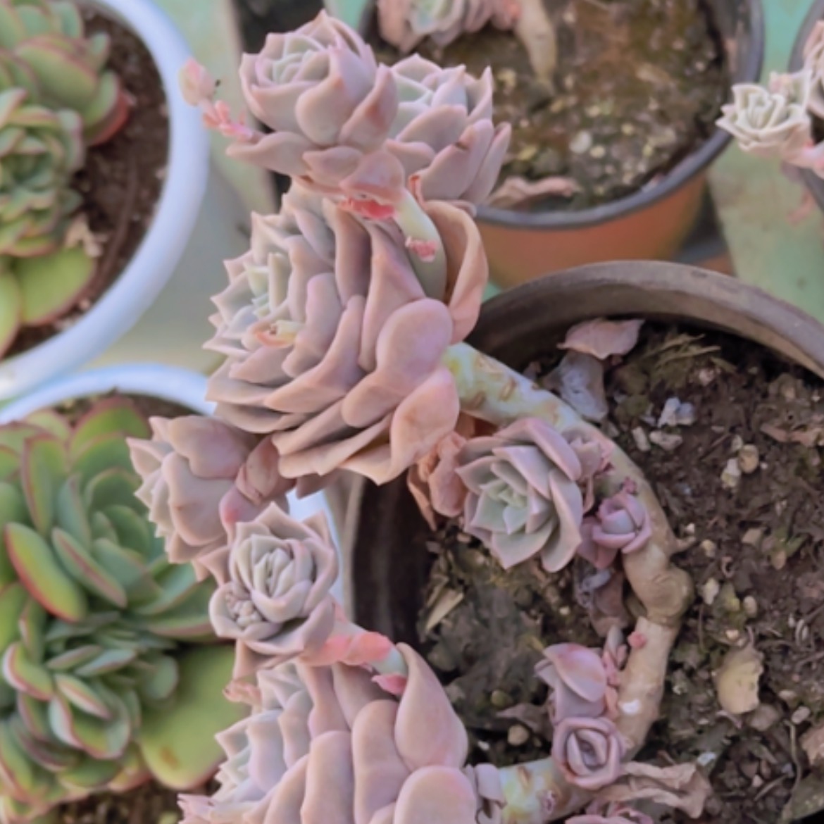 【闪购商品】可爱玫瑰17260