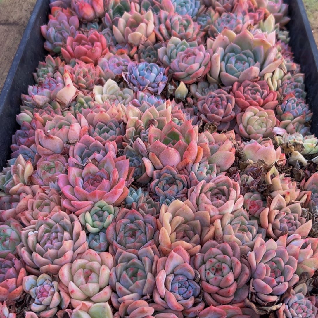 988多肉葡萄领导人的接见