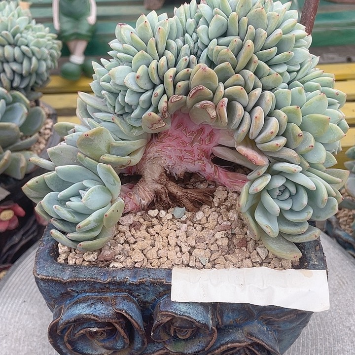 橙梦露缀化一物一拍