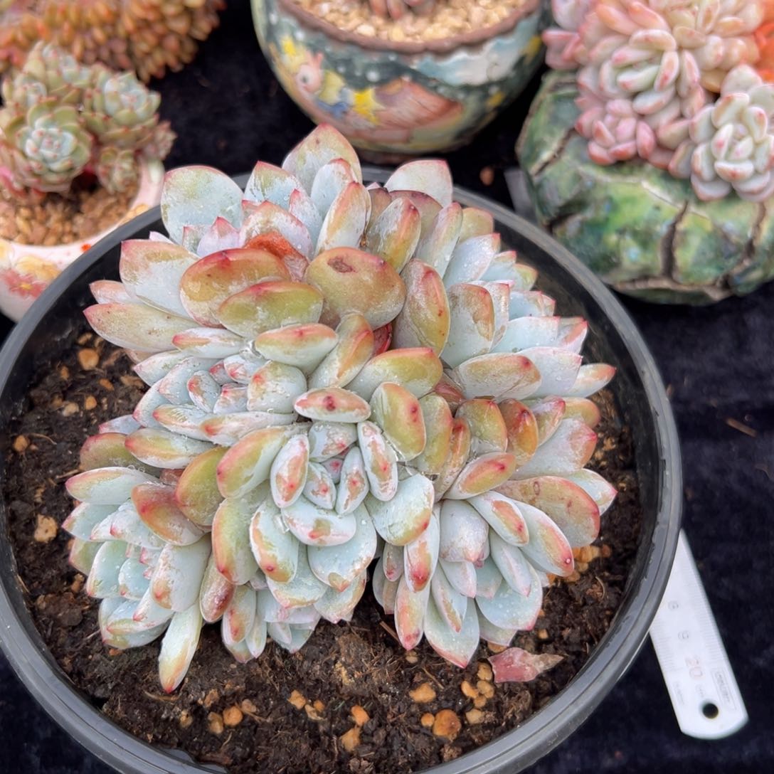 新年快乐 新年快乐