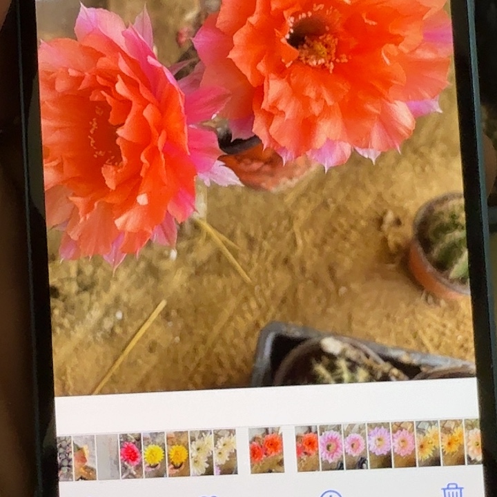 仙人球彩草歪G459