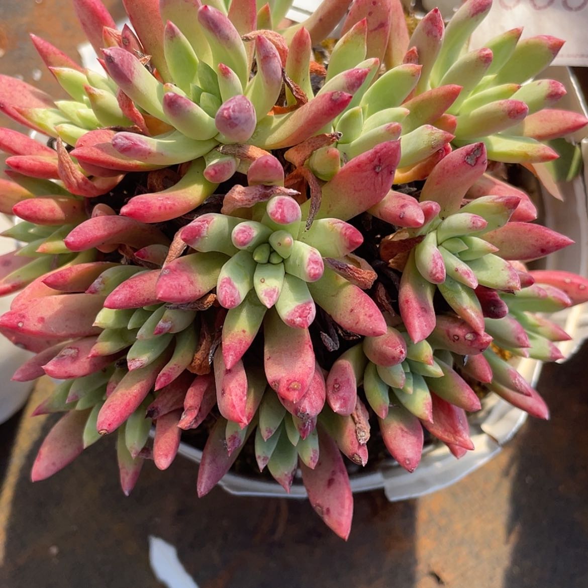 【闪购商品】60226绿法姆