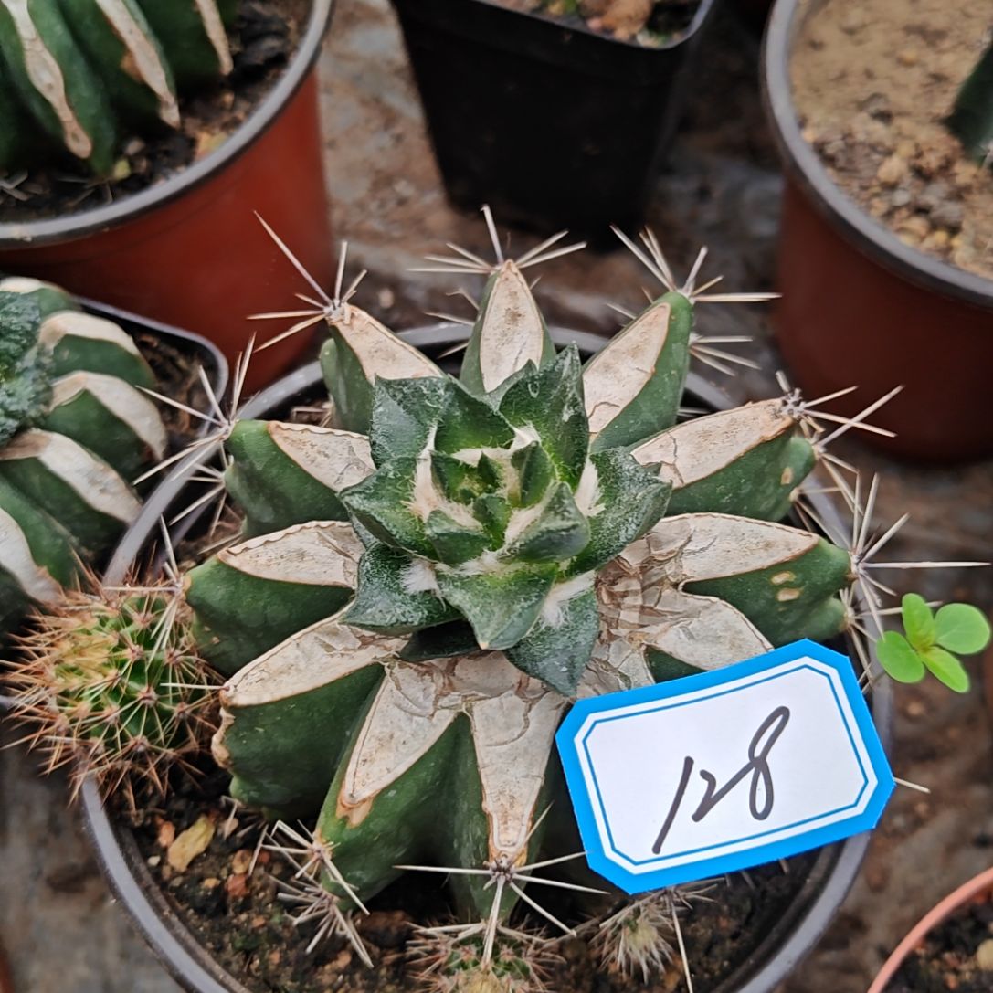 龙牙牡苗接仙人球特128