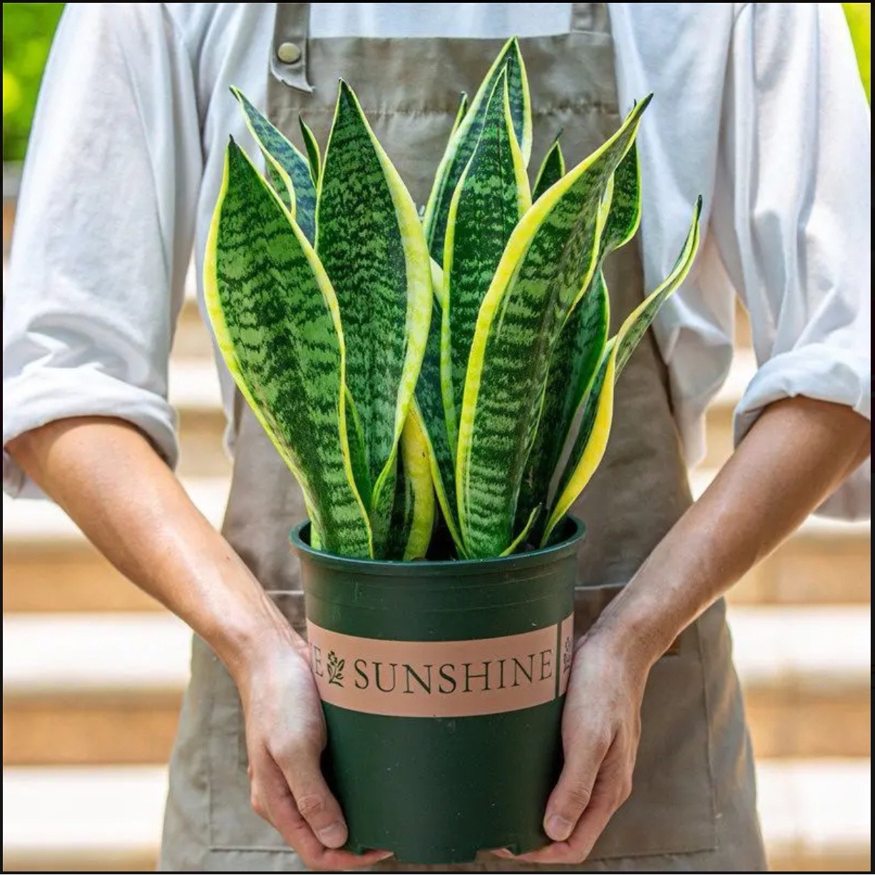【带根发货】金边虎皮兰盆栽净化空气吸甲醛室内外绿植花
