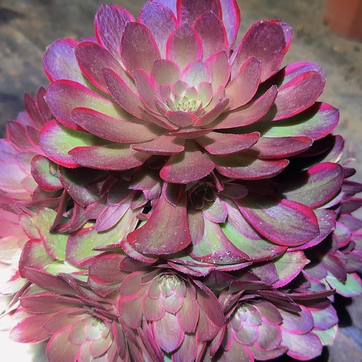 新品种粉花妖捧花特价福利