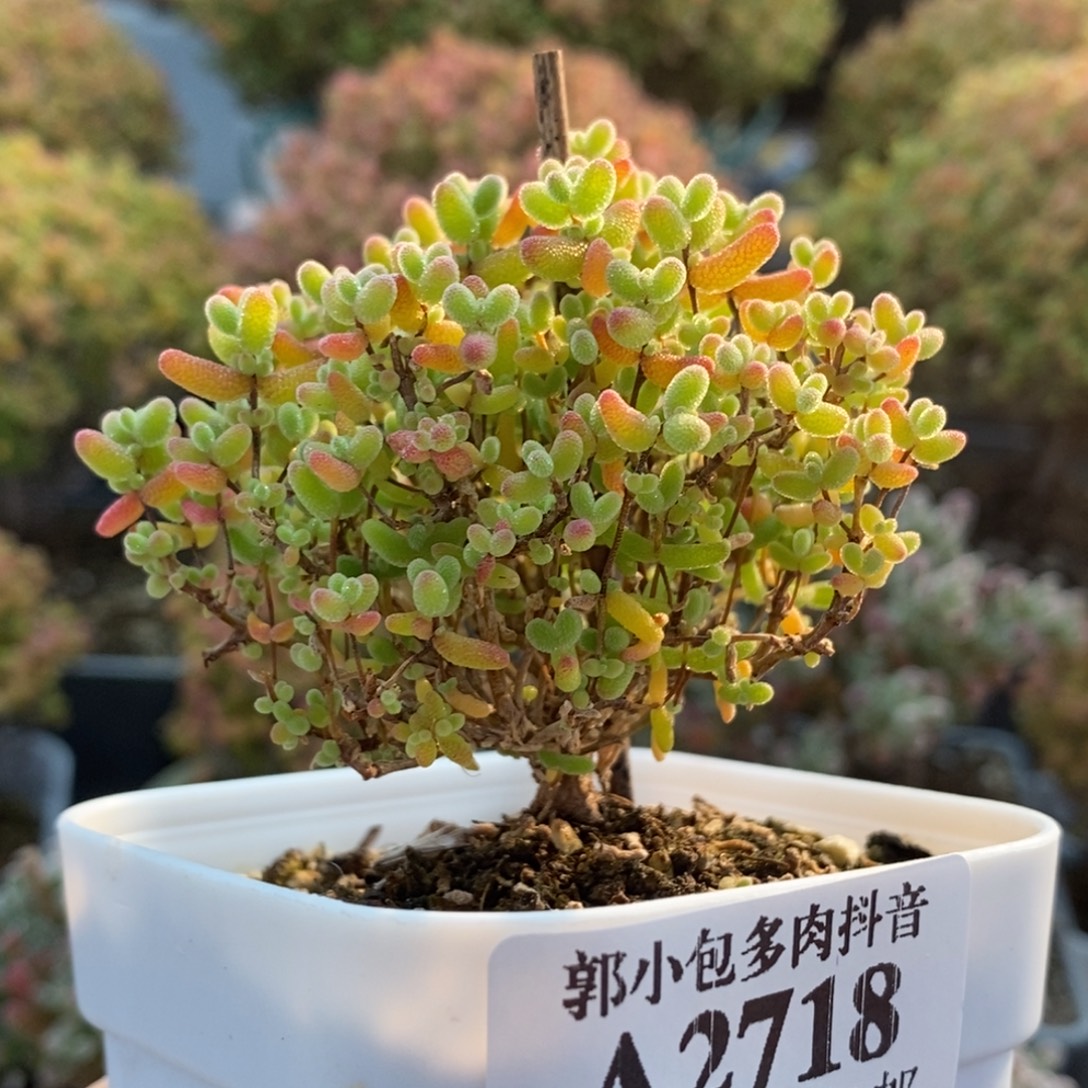 蜜橘糖球2718枝干番杏