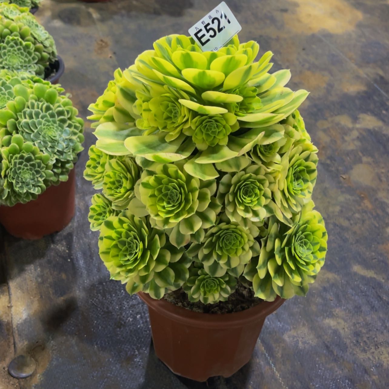 【闪购商品】52100