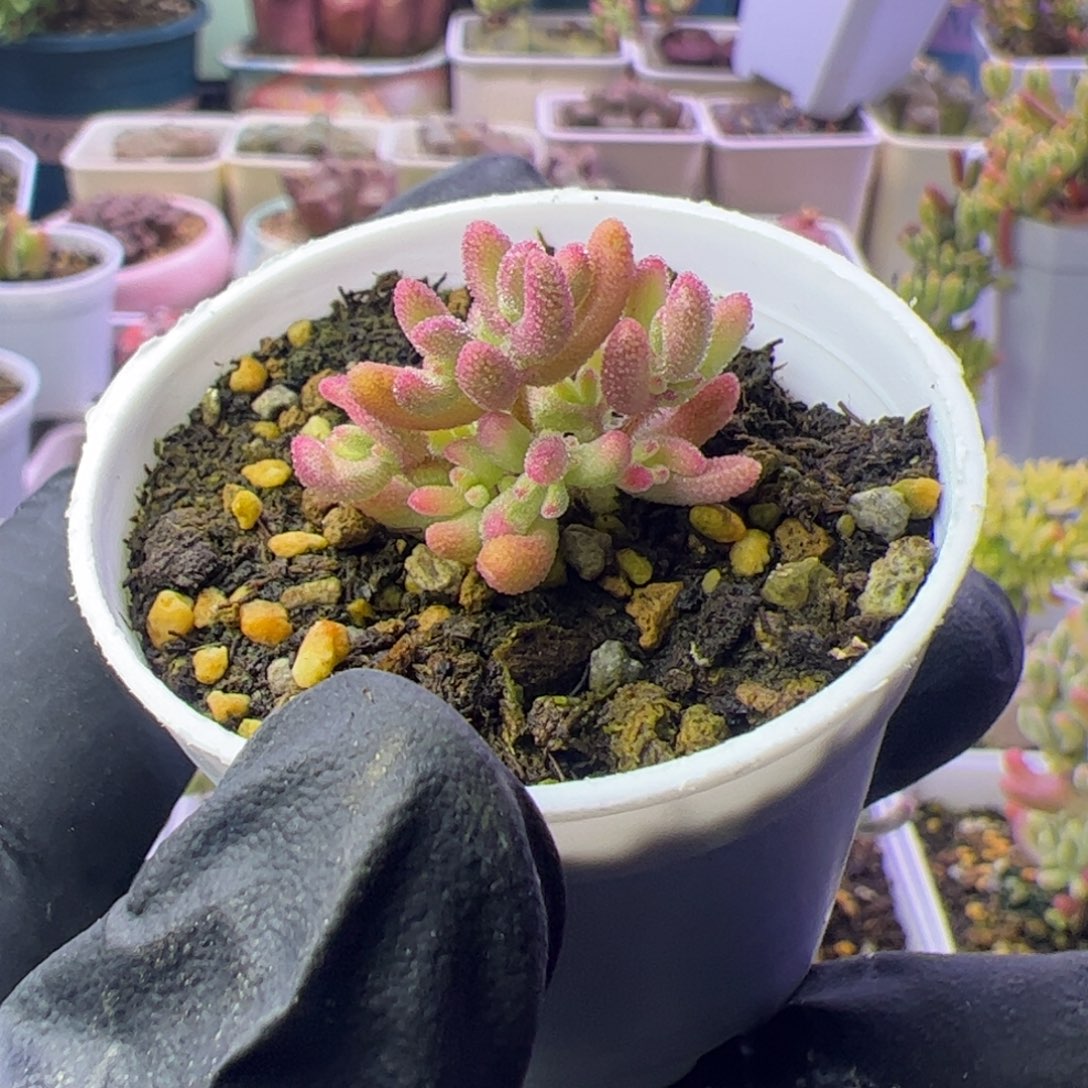 多肉植物枝干红宝石锦