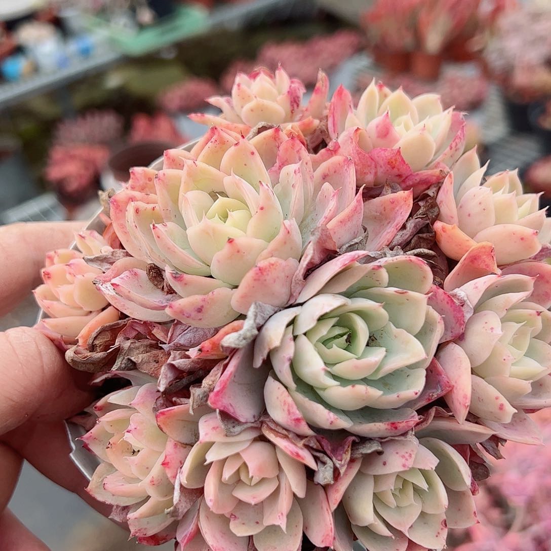 丝绸面纱手捧整桩