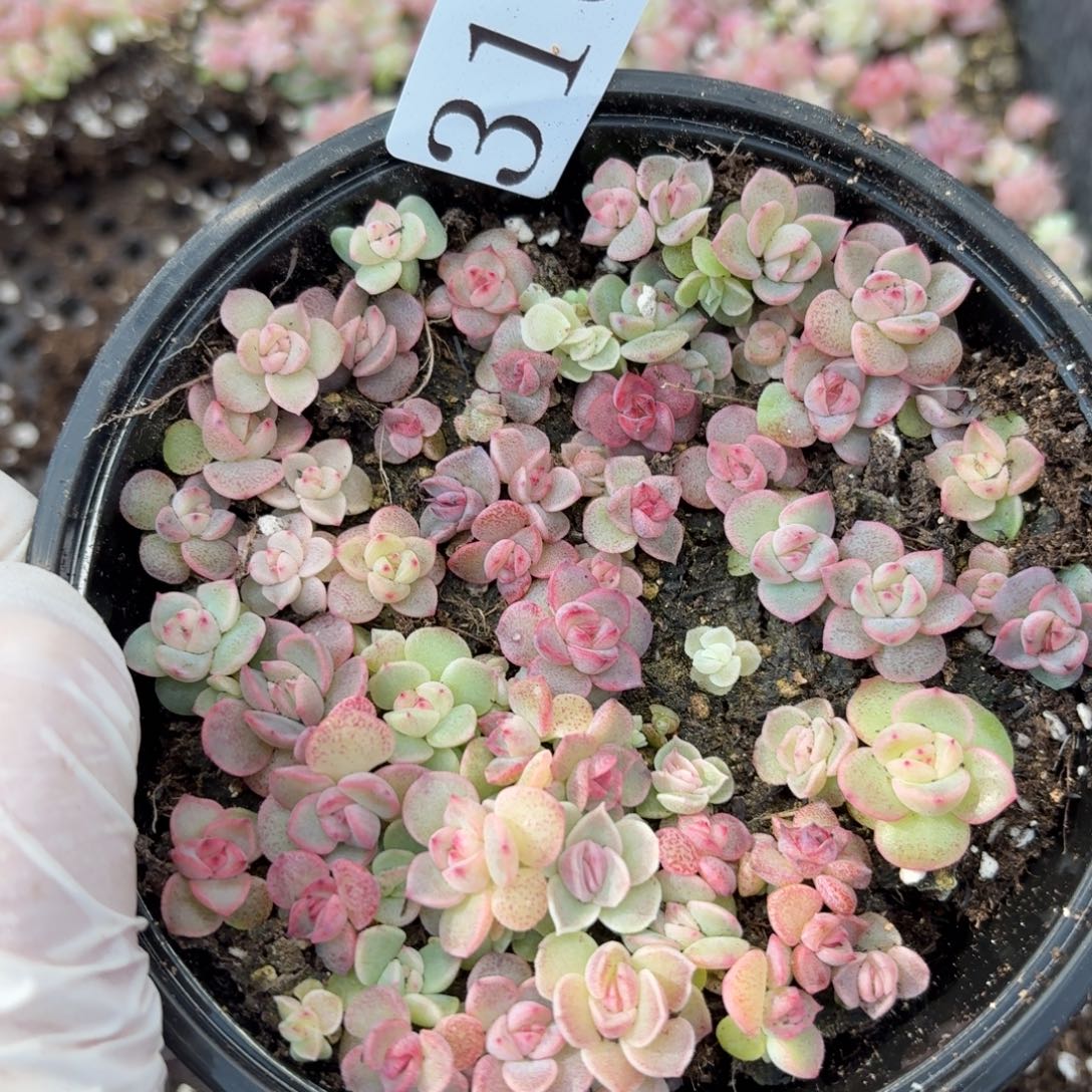 多肉植物多肉植物316