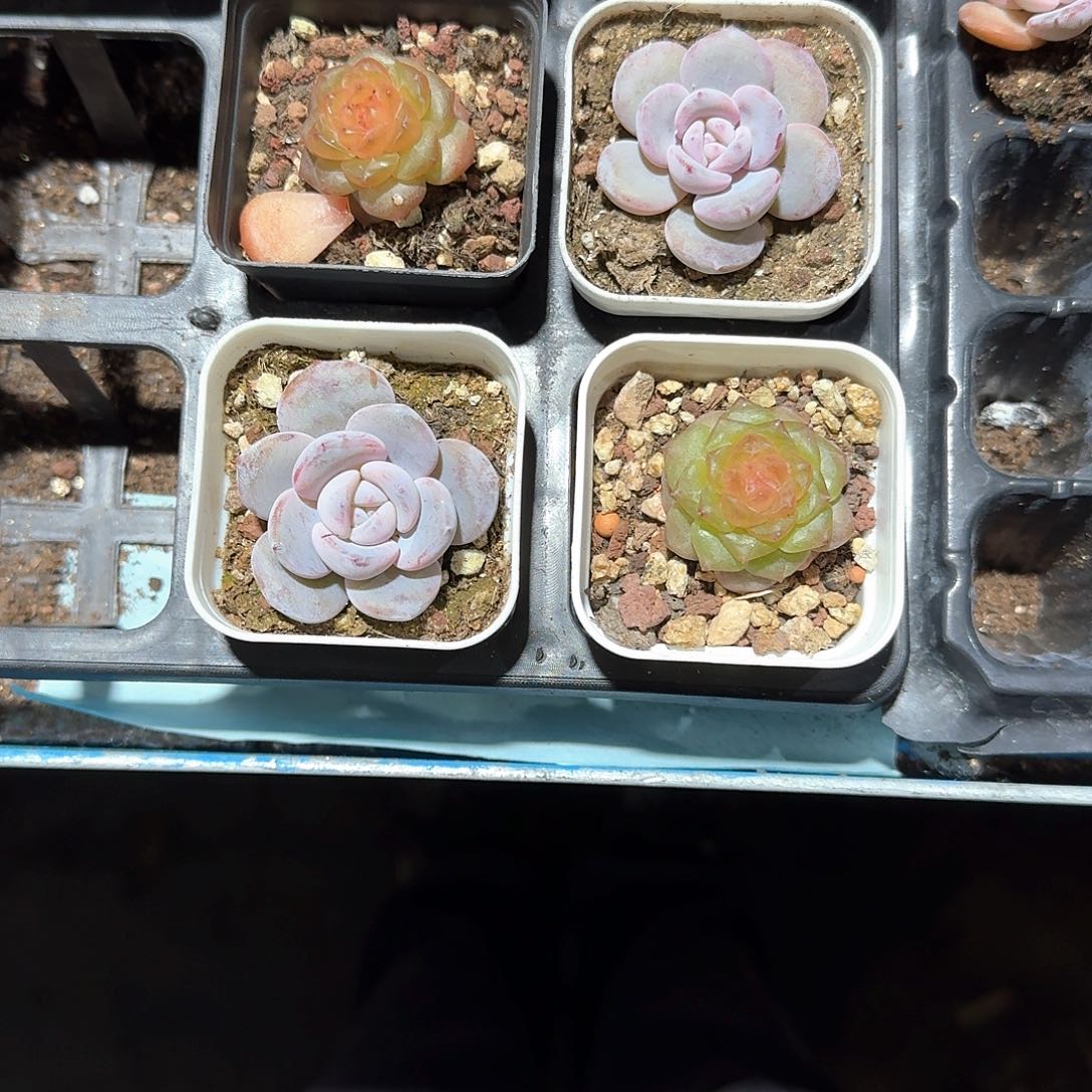 糖很甜一物一拍专拍