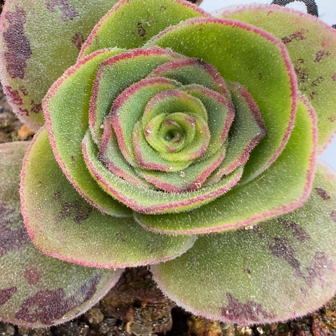 陈陈808四万同血x各种