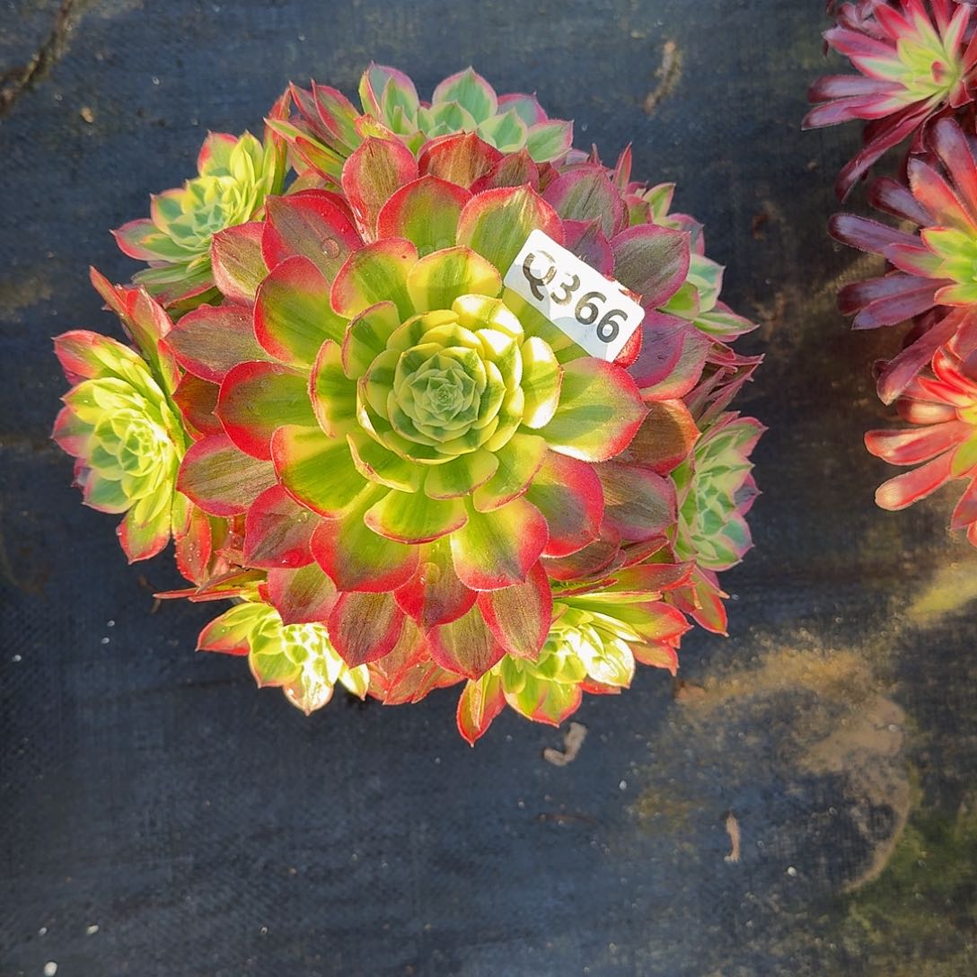 366海王33冠服22.3左右